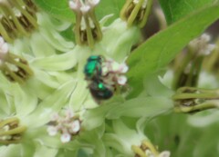 Augochloropsis metallica