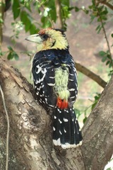 Trachyphonus vaillantii