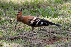 Upupa epops africana