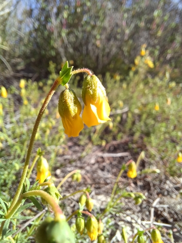 Image of Hermannia pinnata by (c) Danie Palm, some rights reserved (CC BY)