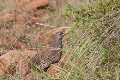 Pternistis natalensis