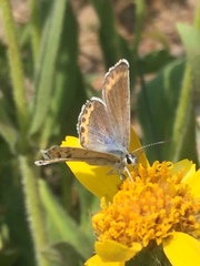 Plebejus fridayi