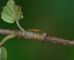 Pseudomyrmex pallidus