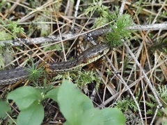 Thamnophis sirtalis pallidulus