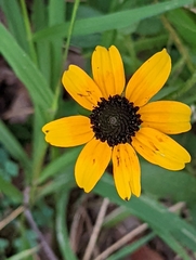 Rudbeckia triloba