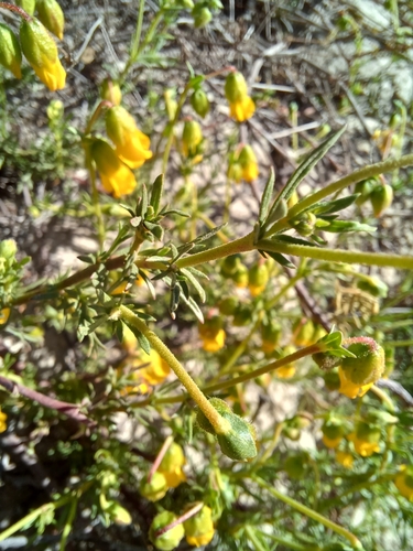 Image of Hermannia pinnata by (c) Danie Palm, some rights reserved (CC BY)