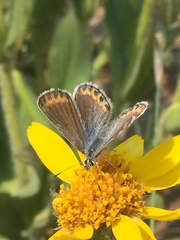 Plebejus fridayi
