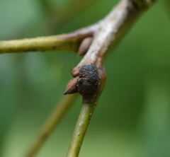 Phylloxera texana