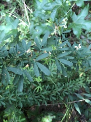 Lespedeza