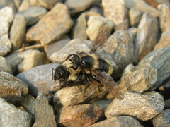 Laphria