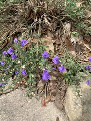 Scutellaria wrightii