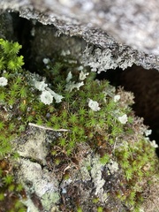 Cladonia pyxidata