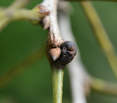 Phylloxera texana