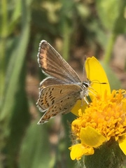 Plebejus fridayi