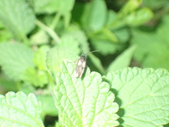 Scythris