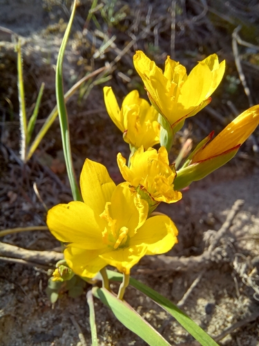 Image of Geissorhiza ornithogaloides by (c) Danie Palm, some rights reserved (CC BY)