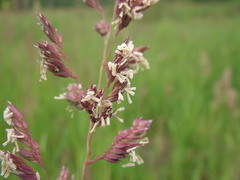Phalaris arundinacea