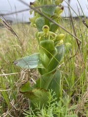 Satyrium odorum