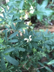 Lespedeza