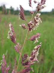 Phalaris arundinacea