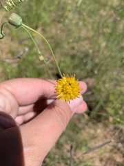 Thelesperma megapotamicum