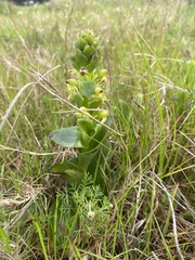 Satyrium odorum
