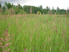 Phalaris arundinacea