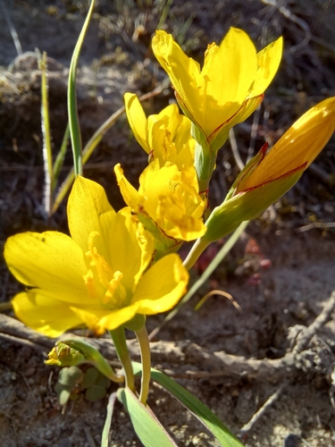 Image of Geissorhiza ornithogaloides by (c) Danie Palm, some rights reserved (CC BY)