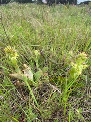 Satyrium odorum