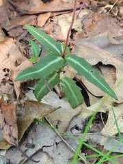 Chimaphila maculata