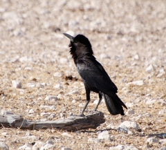 Corvus capensis capensis