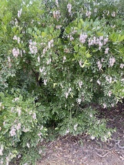 Dermatophyllum secundiflorum