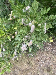 Dermatophyllum secundiflorum