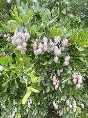 Dermatophyllum secundiflorum