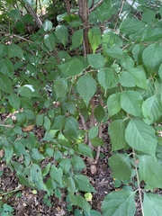Lonicera