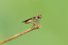 Holcocephala