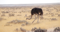Struthio camelus australis