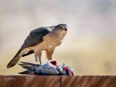 Accipiter cooperii