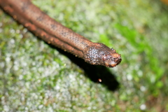 Trachyboa boulengeri
