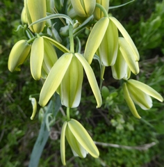 Albuca grandis