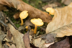 Cantharellus minor