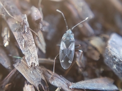 Lygaeoidea