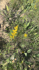 Genista tinctoria