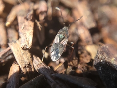 Lygaeoidea