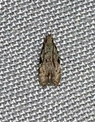 Taygete attributella