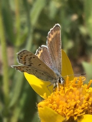 Plebejus fridayi