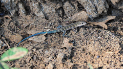 Aspidoscelis sexlineatus