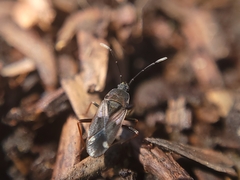 Lygaeoidea