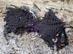 Stemonitis splendens