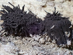 Stemonitis splendens